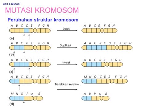 Aberasi Kromosom Pada Tumbuhan