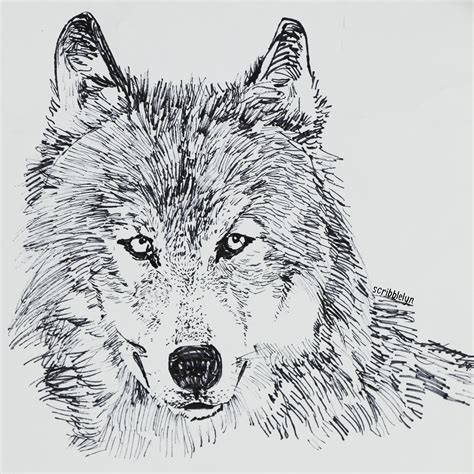 Free 20 Wolf Drawings In Ai
