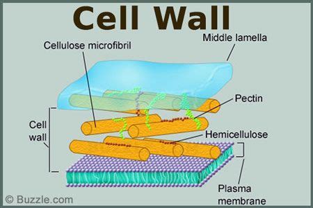 The advantage of having a cell wall is, it is primarily made up of cellulose, a tough substance that provides great protection from external injuries. Cell wall is the outermost covering of a cell, present ...