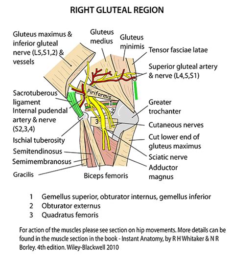 Nerves In Buttocks Diagram Photos