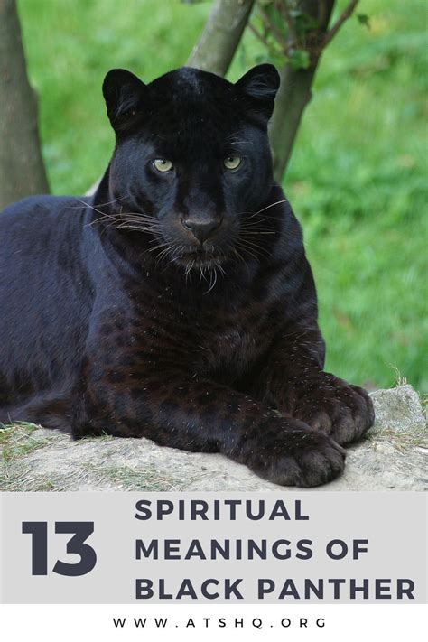 Black Panther Symbolism 13 Spiritual Meanings Of Black Panther