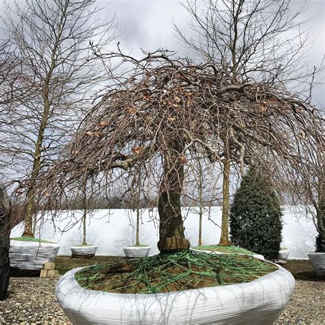 Fagus Sylvatica Purpurea Pendula Weeping Purple Beech Practicality