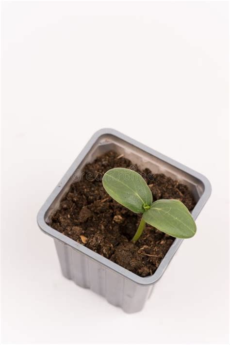 Baby Nursery Cucumber In Plastic Pot Isolated Over White Background