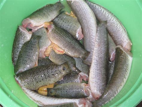 Cara meriahkan ikan kembung goreng masak lemak cili api. Teratak Resepi Ummi: Masak Lemak Cili Api ++Tempoyak