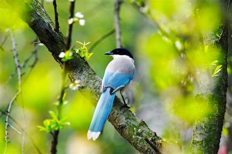 Magpie Symbolism In Feng Shui And Other Cultures Cozyhometips