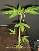 Pictures of Best Soil For Marijuana Seedlings