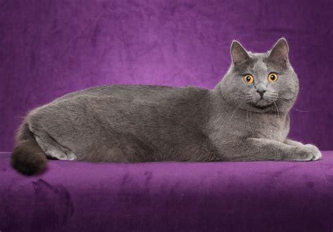 Meet The Chartreux National Cat Breed Of France Way Of Cats