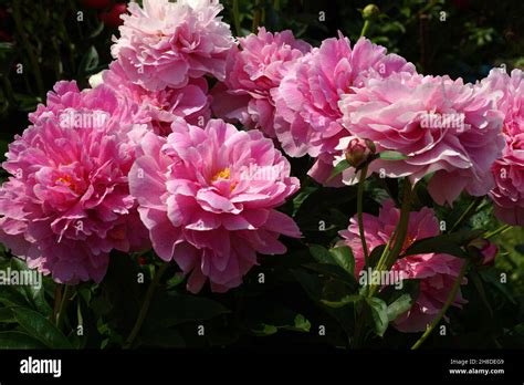 Peony The Fawn Double Pink Peony Flower Lots Of Flowers Stock Photo