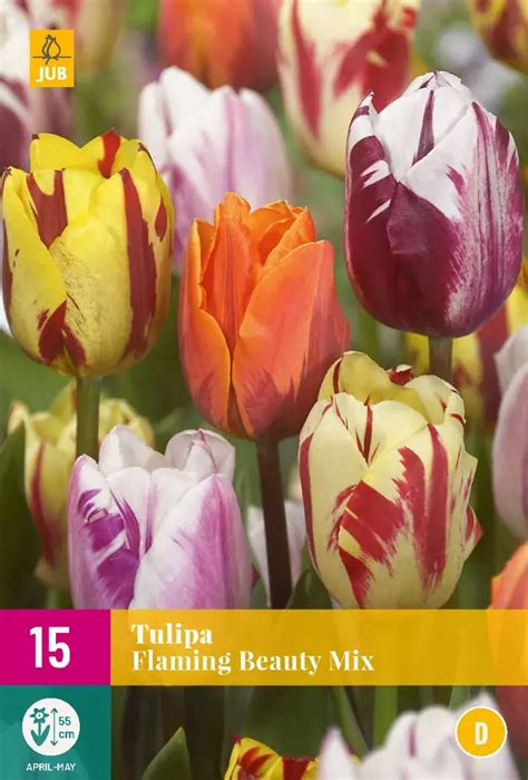 Tulipa Flaming Beauty Mix Tuincentrum Van Ee Groot Assortiment Aan