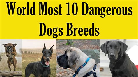 World Most 10 Dangerous Dogs Breeds Youtube