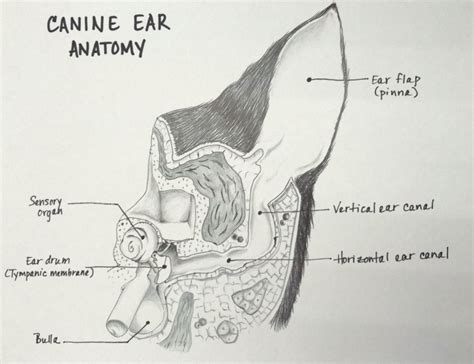 Floppy Dog Ear Anatomy Vlrengbr