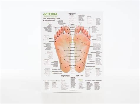 Hand And Foot Reflexology Cardstock 85x11 Foot Reflexology Reflexology Foot Chart Reflexology
