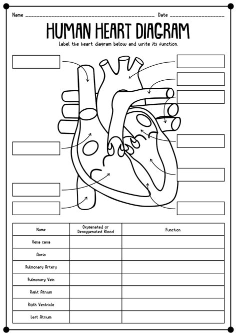 Anatomy And Physiology Worksheet Printable