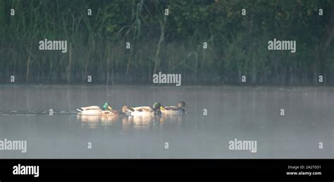 Irish Ducks Hi Res Stock Photography And Images Alamy