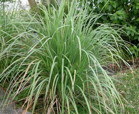Obviously, the easiest way to get started is to find a lemongrass plant at your local nursery. Grow your Own Lemongrass - Lovely Greens Garden Living and ...