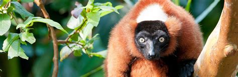 Madagascar Wildlife Tour The Lost Continent Explore
