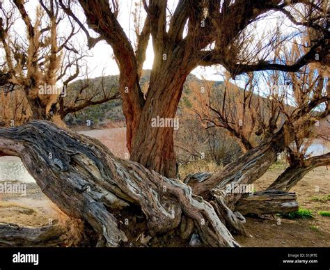 New Mexico State Tree Hi Res Stock Photography And Images Alamy