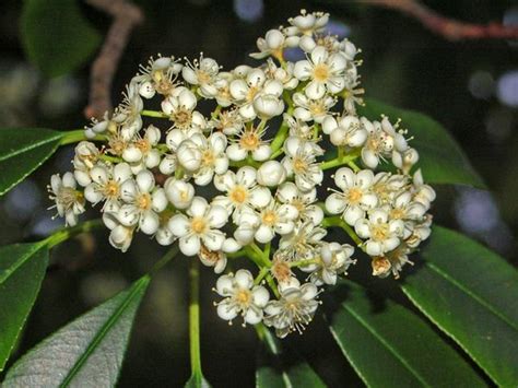 Photinia Serrulata Chinese Photinia Oriental Photinia North