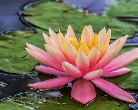 Pink Lotus Water Flower Lilly Petals Leaves Desktop Wallpaper Hd