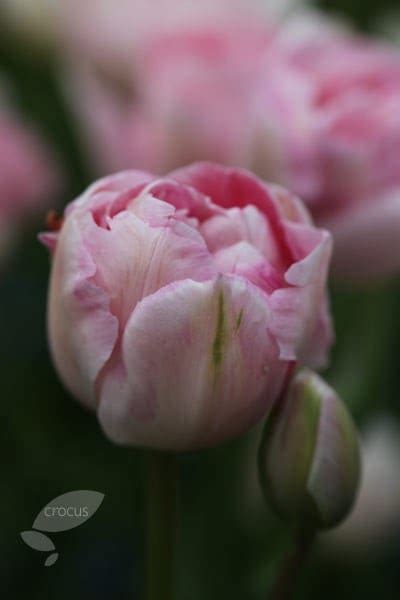 Buy Double Late Tulip Bulbs Tulip Angelique Tulipa Angélique £799