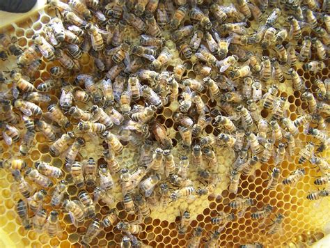 Bee Colony How To Be Safe When Near It Suffolk County Pest Control