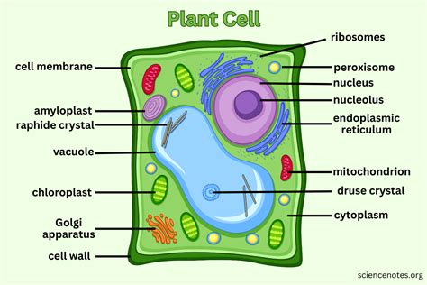 Plant Cell Diagram Organelles And Characteristics