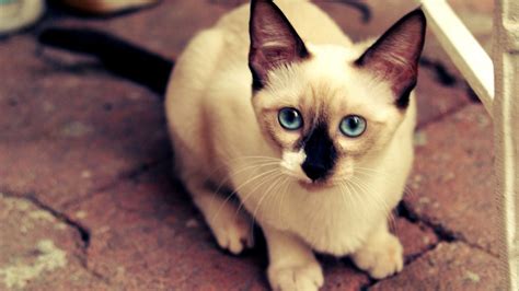Blue Eyes Siamese Cat