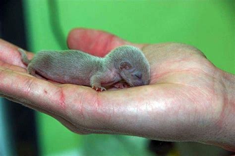 Orphaned Baby Weasel Named After Harry Potter Character Saved By