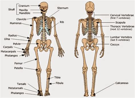 The functions of the skeleton are give the body shape and structure. ENVIRONMENTAL HEALTH STUDENT BLOG: BASIC SKELETAL SYSTEM ...