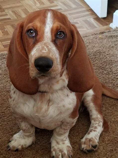 Basset Hound Names The Ultimate List 50 Great Names The Paws