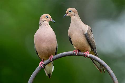 16 Interesting And Fun Mourning Dove Facts Optics Mag