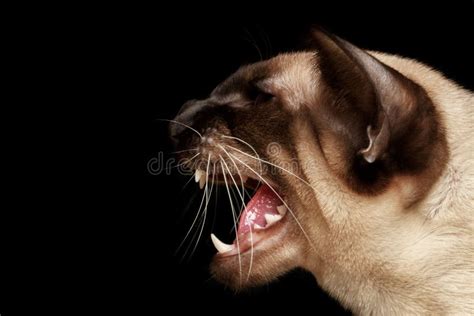 Hissing Cat Stock Photo Image Of Snarl Housecat Background 24896776