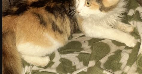 Found Cat Longhaired Calico Pregnant Cat In Cameron Pets