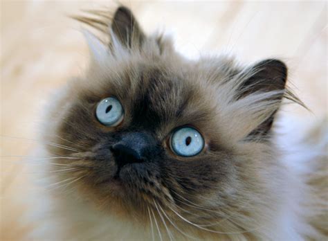Himalayan Cat Colors Top 10 Colors From Common To Rare