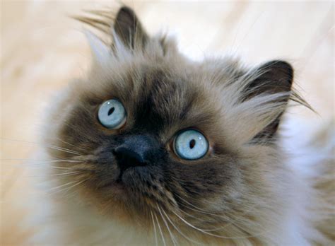 Himalayan Cat Breed Profile Litter Robot