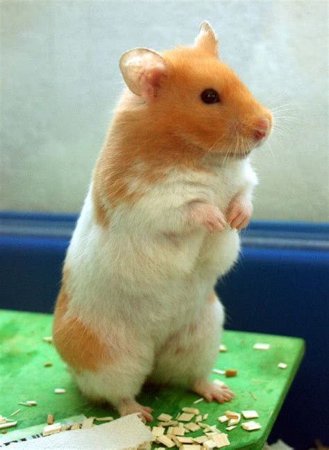 The Syrian Hamster Is One Of The Most Adorable Small Pets That Many