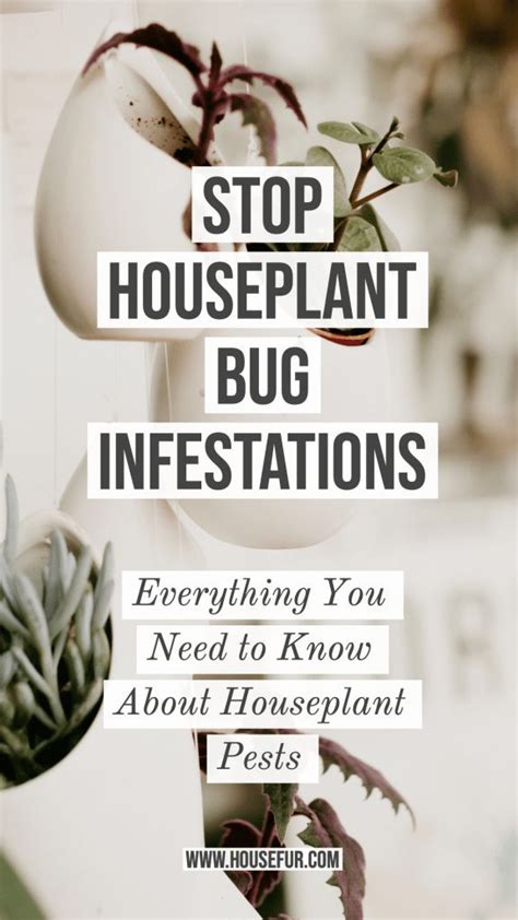 My Tips For Houseplant Pest Removal Pest Removal House Plant Care