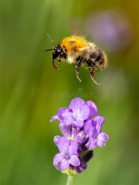 Bumblebee Flying To Purple Flower Stock Photo Image Of Purple Herbal