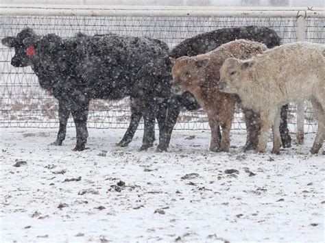 Estimate 30000 Cows Killed In Texas Blizzard