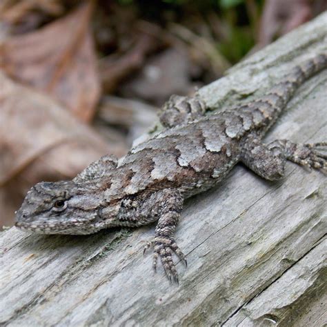 Female Eastern Fence Lizard Photo By Alan Wiltsie Reptiles And