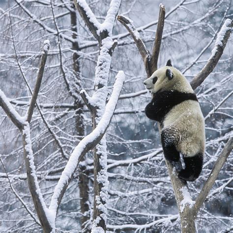 The Return Of Wild Giant Pandas Cgtn