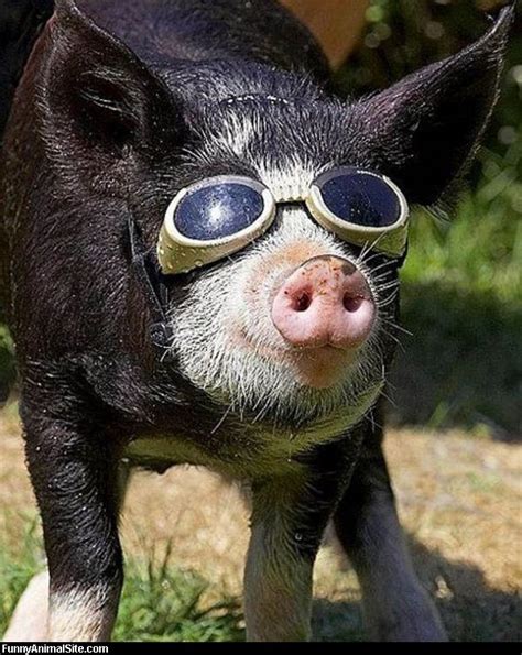 Some sayings just don't seem to hold up in certain situations. pinkbizarre: Funny Pictures Of Pigs