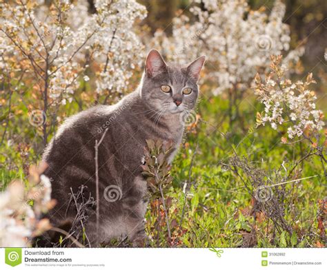 Blue Tabby Cat Out In Sunshine Stock Photo Image Of