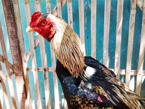 Ayam pamangon yookeree khaolan (import). Warna Ayam Pamangon Wido Yang Bagus / All About Unggas ...