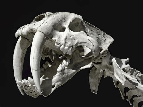 Saber Toothed Tiger Skull Photograph By Daniel Hagerman