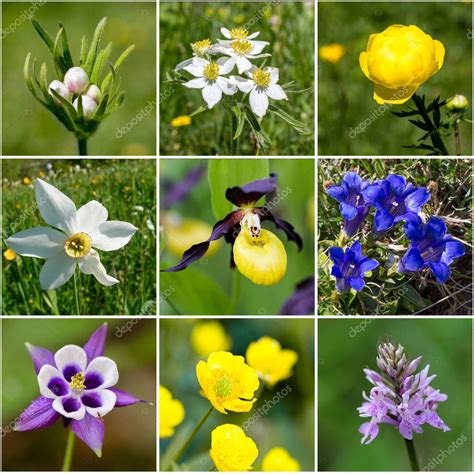 Imágenes Flora Collage De Flora Alpina — Foto De Stock © Yulan
