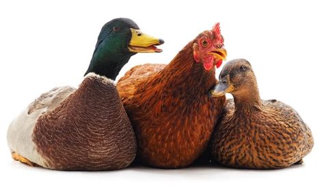 Chicken and duck talk (chinese: 7 Tips For Raising Ducks With Chickens | Chickens And More