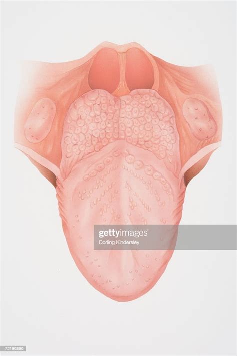 Diagram Illustrating The Anatomy Of The Tongue Front View High Res