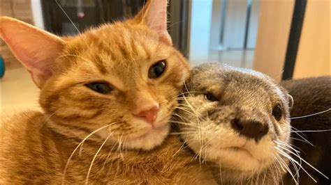 Otter Looks Everywhere For His Friend The Cat