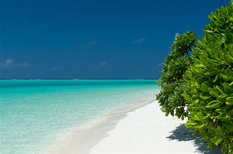 Download Horizon Maldives Tropical Tree Turquoise Sea Nature Ocean 4k
